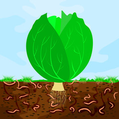 Ground cutaway with cabbage and earthworm. Earthworms in garden soil. Composting process with organic matter, microorganisms and earthworms. Organic vegetable concept. Stock vector illustration