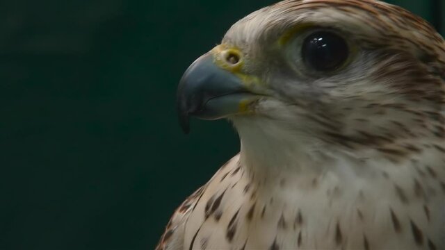 Close up portrait of falcon