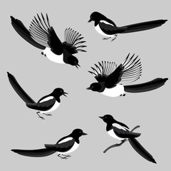 Magpies, a set of birds in various poses. Vector illustration in gradations of black and white colors isolated on a neutral gray background.
