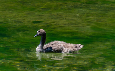 cygnet on the lake