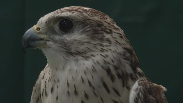 Close up portrait of falcon