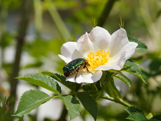 (Cetonia aurata) Cétoine dorée ou hanneton des roses de couleur vert métallisé avec des reflets brun doré se nourrissant sur une fleur de rosier sauvage