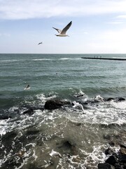 seagull flying over the sea