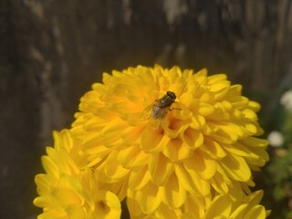 House Fly on the Yellow Dahlia Flower