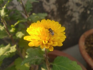 House Fly on the Yellow Dahlia Flower