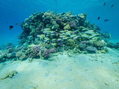 Underwater life with coral reef and fishes in the Red Sea