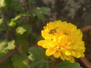 House Fly on the yellow Dahlia Flower