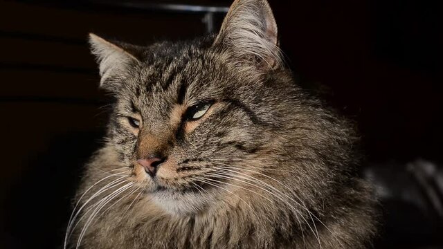 Cute ginger cat lying on backpack. Fluffy pet starring in camera and looks displeased.