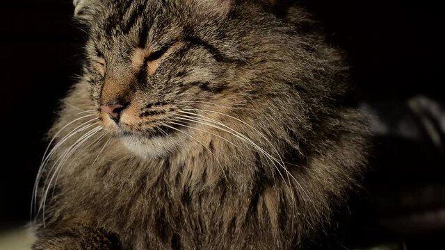 Cute ginger cat lying on backpack. Fluffy pet starring in camera and looks displeased.