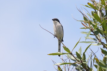 Südlicher Fiskalwürger (Lanius collaris). In George, Südafrika.
