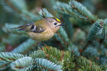 Wintergoldhähnchen (Regulus regulus)
