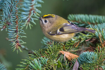 Wintergoldhähnchen (Regulus regulus)