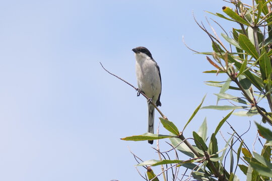 S&uuml;dlicher Fiskalw&uuml;rger (Lanius collaris). In George, S&uuml;dafrika.