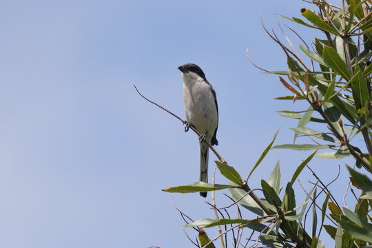 S&uuml;dlicher Fiskalw&uuml;rger (Lanius collaris). In George, S&uuml;dafrika.