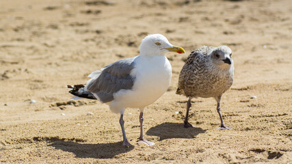 A pair of seagulls walking on their beach.