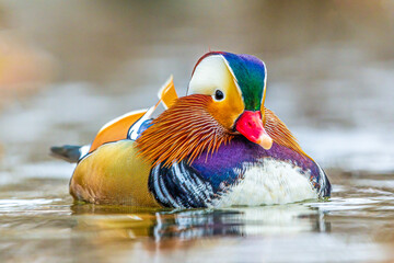 Very colorful and beautiful male mandarin duck   swimming in a lake