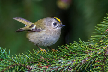 Wintergoldhähnchen (Regulus regulus)