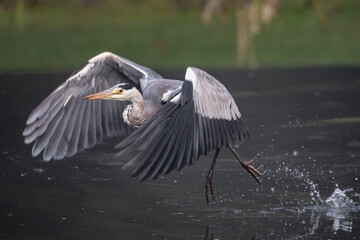 Graureiher (Ardea cinerea)