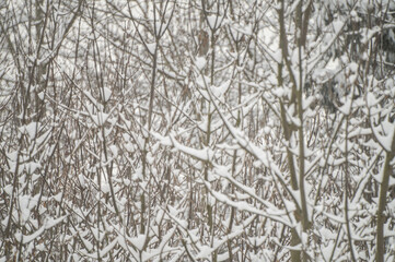 Texture of white snowy tree branches in winter