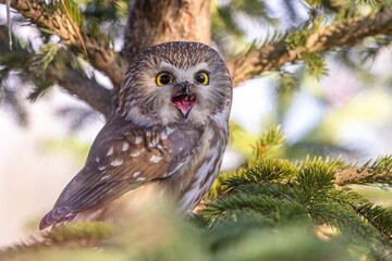 Laughing northern saw whet owl 