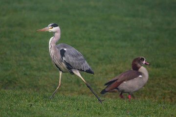 Naklejka premium Graureiher (Ardea cinerea) und Nilgans