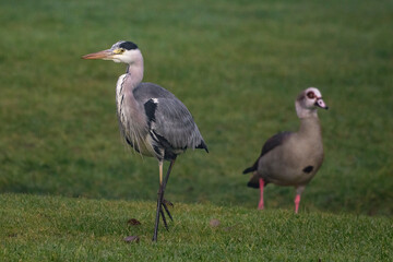 Graureiher (Ardea cinerea) und Nilgans