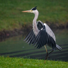 Graureiher (Ardea cinerea)