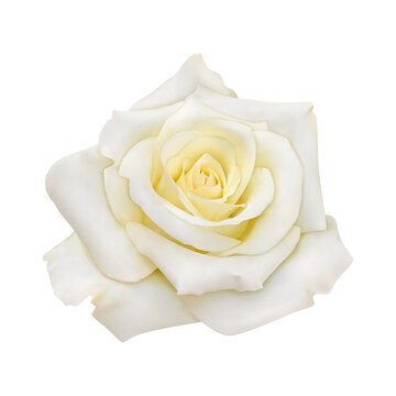 Rose with white petals, close-up. Vector realistic isolated image. EPS 10.