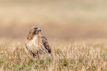 Red tailed hawk on the ground against a blurred background