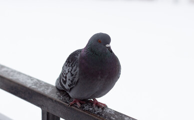 A grey pigeon sits on a metal base in a winter city park.