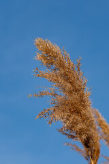 A fluffy reed grass against a blue sky