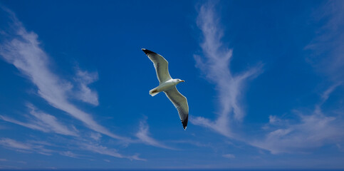 Fototapeta premium View from below of a seagull flying in a blue sky