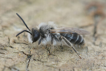 Close up of a male of the sandpit mining bee, Andrena barbilabris