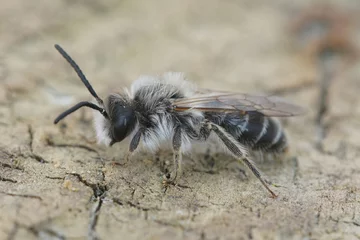 Fototapeten Close up of a male of the sandpit mining bee, Andrena barbilabris © Henk