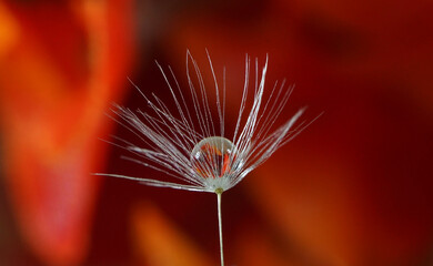 dandelion seed with reflection