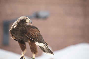 Prey bird (eagle) show at the Medieval Market and Fair at Avila, Spain in 2018