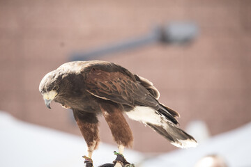 Prey bird (eagle) show at the Medieval Market and Fair at Avila, Spain in 2018