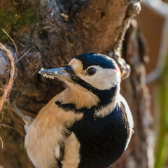 Great Crested Spotted Gripping on to the Side of a Tree