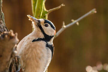 Great Crested Spotted Gripping on to the Side of a Tree