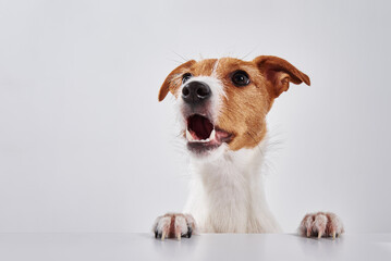 Jack Russell terrier dog with paws on table. Portrait of cute dog