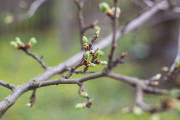 green new spring buds on a tree branch in early spring. Sunset, dawn, evening.