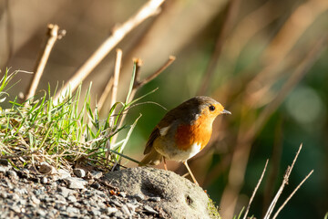 European Robin Standing on the Ground in Sunshine
