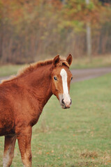 Portrait of a red foal with a stripe on a pasture in an autumn day