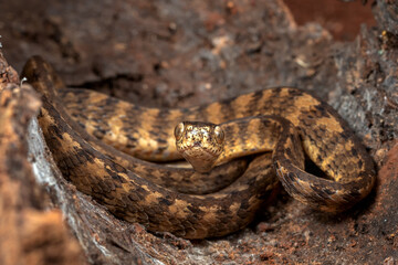 Keeled slug snake on tree stomp