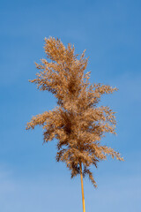 A fluffy reed grass against a blue sky