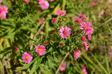 New England aster Andenken an Alma Potschke