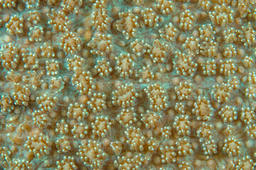 Close up colorful detail of coral polyps