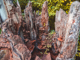 Inside of a dead tree