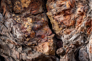 pine tree back for barkground, texture.