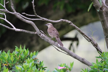 bird on a branch